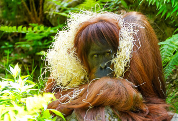 Portrait of an orangutan against a green background. Pongo.  © Elly Miller