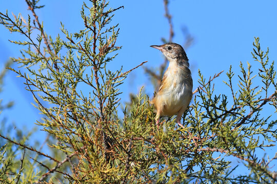 young Zitting cisticola // junger Zistens&auml;nger (Cisticola juncidis) - Peloponnese, Greece
