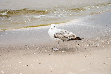 Bird on the beach at the Baltic Sea near Świnoujście.