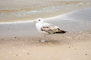 Bird on the beach at the Baltic Sea near Świnoujście.