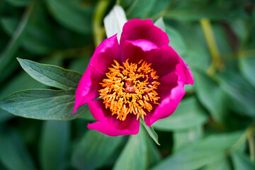 Pink peony blossom. Flowering plant close-up.
