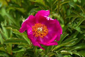 Obraz premium Pink peony blossom. Flowering plant close-up.