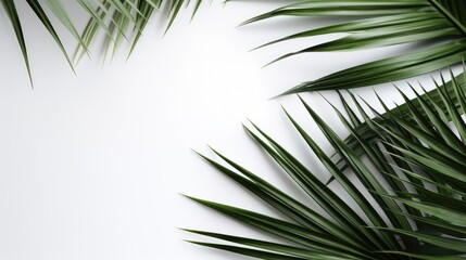 Fototapeta premium White background palm leaves, AI generated Image