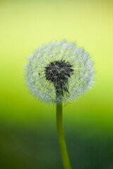 Dandelion close-up against a green background.