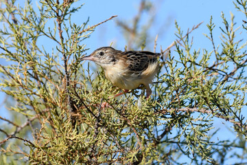 young Zitting cisticola // junger Zistensänger (Cisticola juncidis) - Peloponnese, Greece
