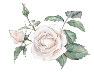 White roses watercolor illustration. hand drawn, isolated white background, flower clipart. for bouquets, wreaths, arrangements, wedding invitations, anniversary, birthday, postcards, greetings