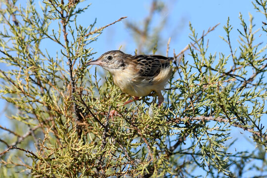 young Zitting cisticola // junger Zistens&auml;nger (Cisticola juncidis) - Peloponnese, Greece