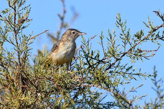 junger Zistens&auml;nger // young Zitting cisticola (Cisticola juncidis) - Peloponnese, Greece