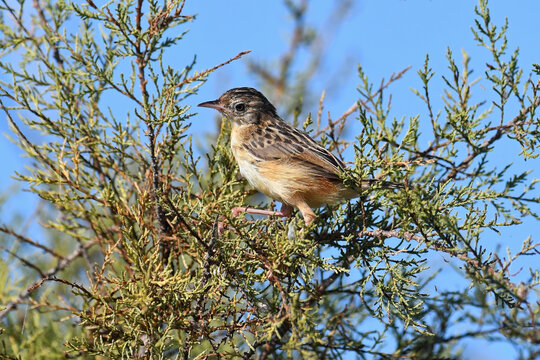 young Zitting cisticola // junger Zistens&auml;nger (Cisticola juncidis) - Peloponnese, Greece