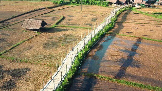 Man walking on the longest bamboo bridge of Thailand surrounded with rice fields. Su tong pae Bridge in Mae Hong Son