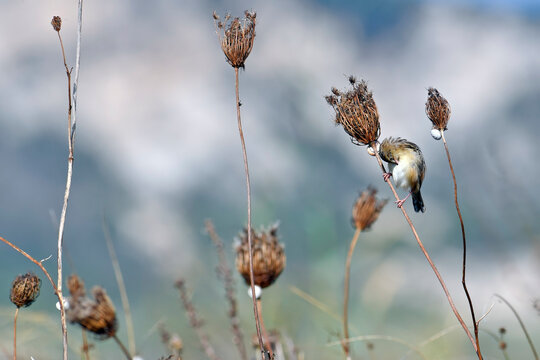 Zitting cisticola // Zistens&auml;nger (Cisticola juncidis) - Peloponnese, Greece