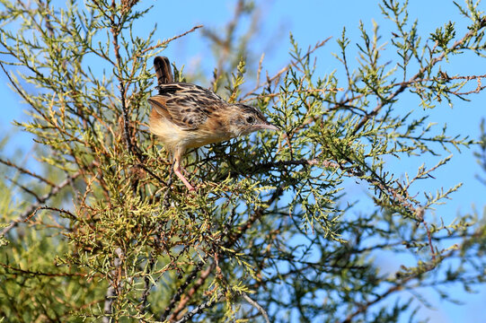 junger Zistens&auml;nger // young Zitting cisticola (Cisticola juncidis) - Peloponnese, Greece