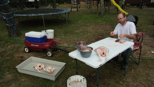 Man in white shirt separating gizzard from guts after pulling it from freshly butchered plucked chicken.
