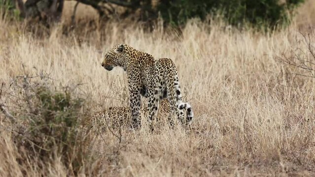 a Leopardess and her very skittish cub