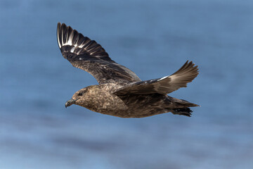 Falkland Skua in flight