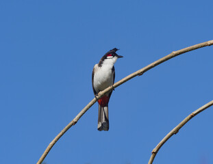Pycnonotus jocosus bird - Red Whiskered Bulbul isolated in blue sky, perching on branch