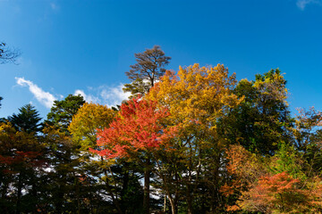 高野山の紅葉