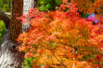 高野山の紅葉