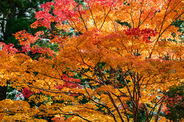 高野山の紅葉