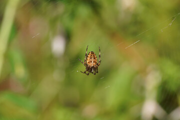 Female European garden spider (Araneus diadematus) in a spider web in a Dutch garden. Late summer, September. Family Orb-weaver spiders