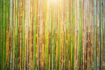 Bamboo nature wall