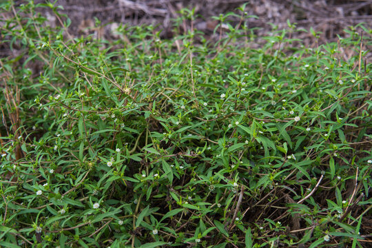 花と実が付いたアメリカタカサブロウ(Eclipta alba) の全体【ハーブ・薬草】日本埼玉県・9月
