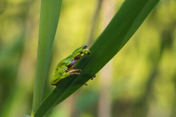Hyla arborea - Green tree frog on a stalk. The background is green. The photo has a nice bokeh. Wild photo