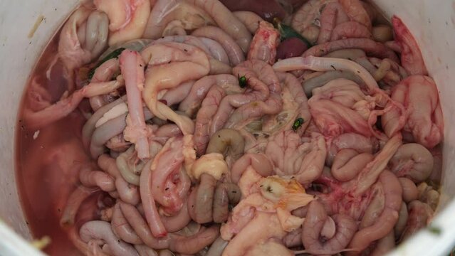 Close up of guts or tentacles in the bucket from freshly butchered poultry like chickens or broilers.