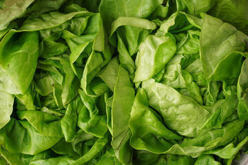 Fototapeta na wymiar Fresh Boston lettuce as background