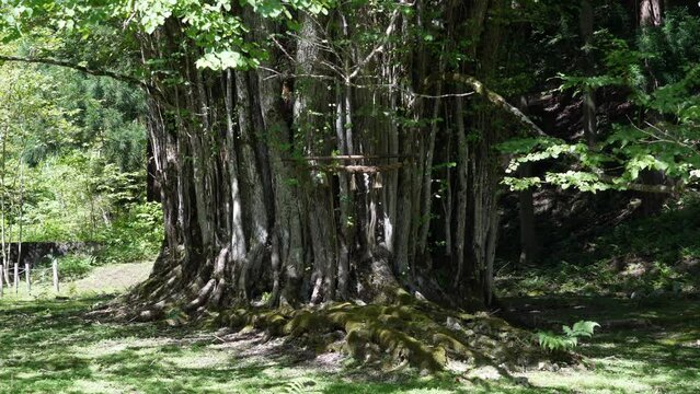 カツラの大木と木漏れ日