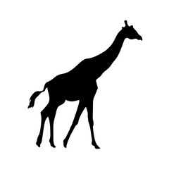 Giraffe vector png