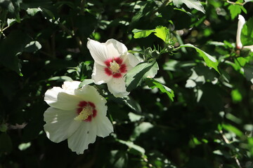 夏に咲く白いムクゲの花