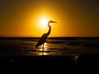 Herons with beautiful sunset in the background with beach