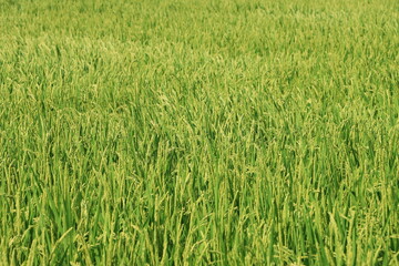 田んぼで稲穂が育ち始めるクローズアップ風景