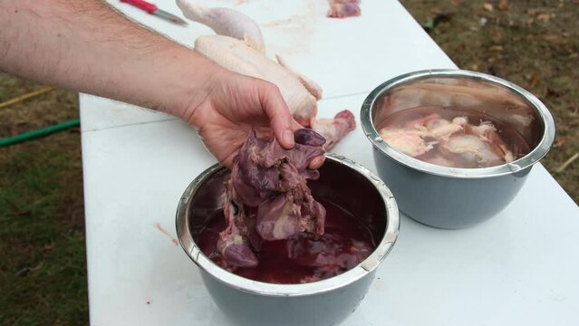 Showing livers in the bowl on plastic table from freshly butchered chickens or broilers.
