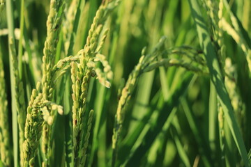稲穂が育つ稲のクローズアップ風景