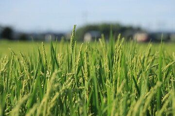 稲穂が育つ稲のクローズアップ風景