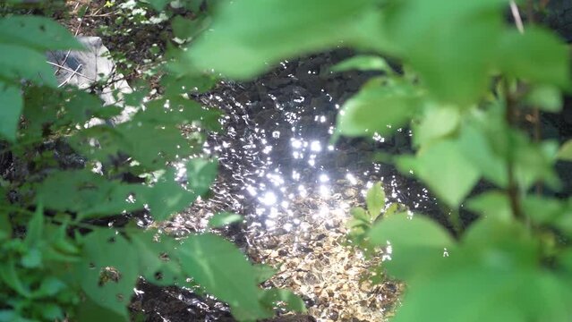 きらめく小川のせせらぎ