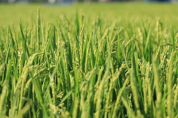 稲穂が育つ稲のクローズアップ風景