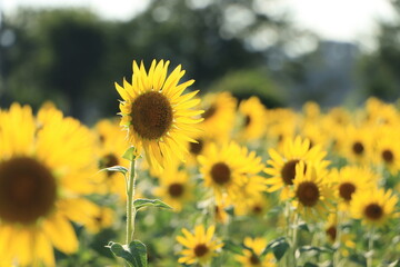 ひまわり畑の風景