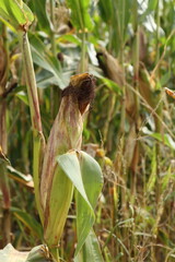 Ripe corn cobs on stalks with green leaves