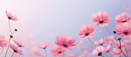 Naklejka premium Pink cosmos flowers blooming in the summer against a backdrop isolated pastel background Copy space
