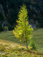 Lärchen-Baum in schönem Licht