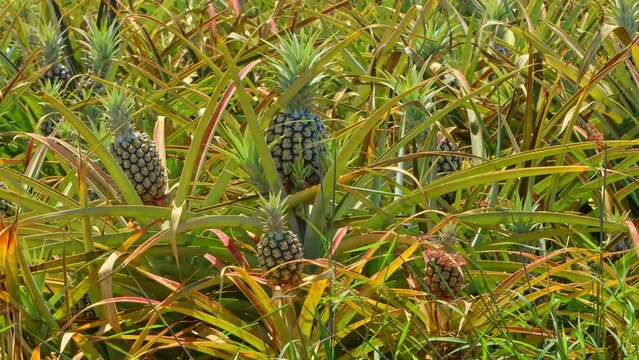Pineapple growing in fields close up