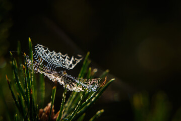 COBWEB - Drops of morning dew on a spider web