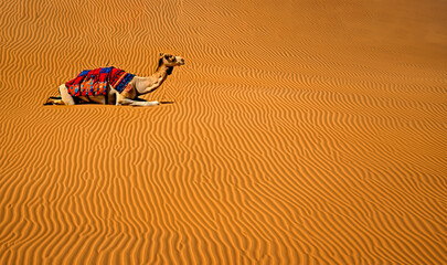 camel in the desert - 651501691