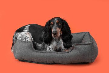 Cute cocker spaniel lying in pet bed on orange background