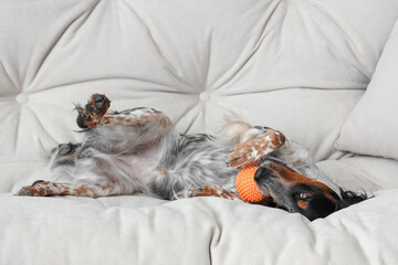 Cute cocker spaniel with pet toy lying on sofa in living room