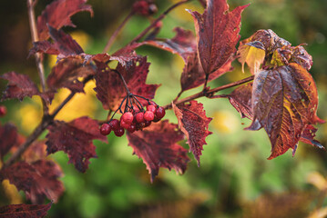 Red berries of viburnum in the wild