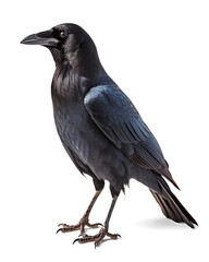 sitting crows side view on isolated background